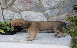 English Mastiff dogs for sale: Bear - Image 3