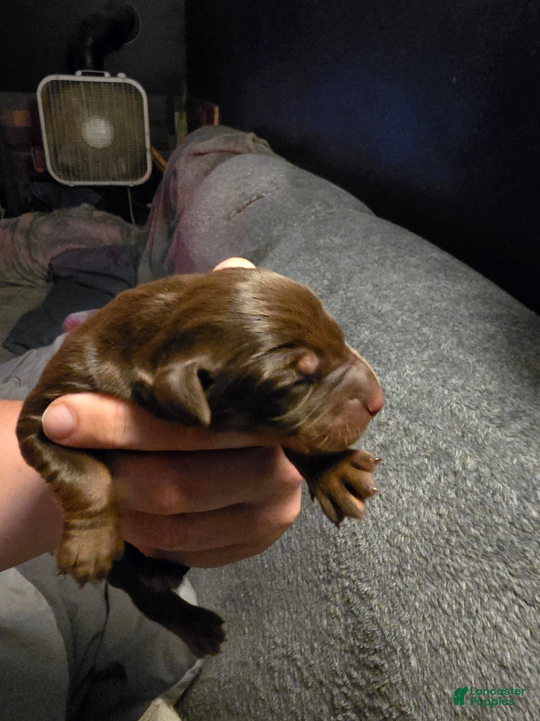 Doberman Pinscher dogs for sale: Athena - Image 2