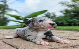 Great Dane dogs for sale: Blue - Image 5