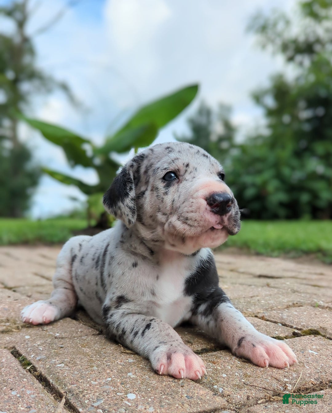 Great Dane dogs for sale: Blue - Image 5