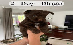 Yorkshire Terrier dogs for sale: Bingo - Image 3
