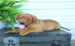 Labrador Retriever dogs for sale: Yola - Image 4
