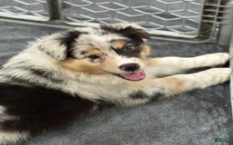 Australian Shepherd dogs for sale: Strawberry - Image 9