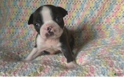 Boston Terrier dogs for sale: Ashe - Image 3