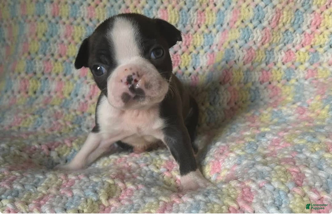 Boston Terrier dogs for sale: Ashe - Image 3
