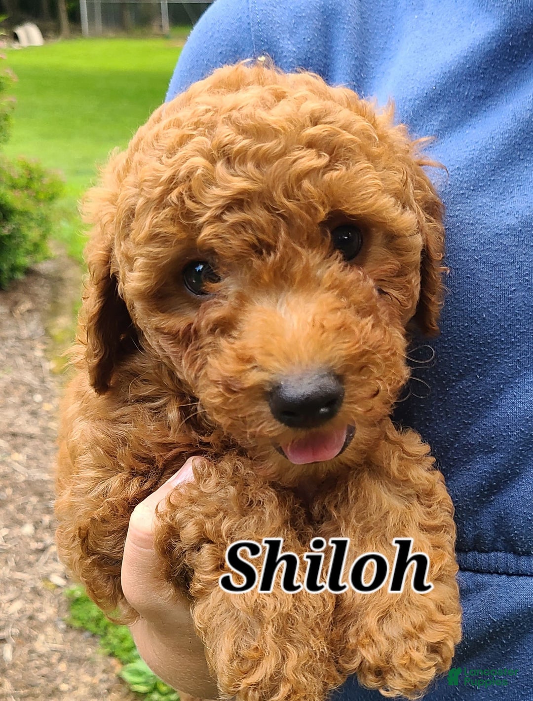 Bichpoo dogs for sale: Shiloh - Image 3