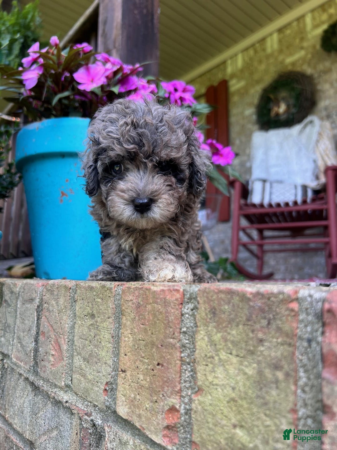 Cavapoo dogs for sale: Rex - Image 3