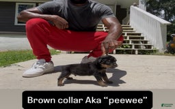 Rottweiler dogs for sale: Brown Collar - Image 2