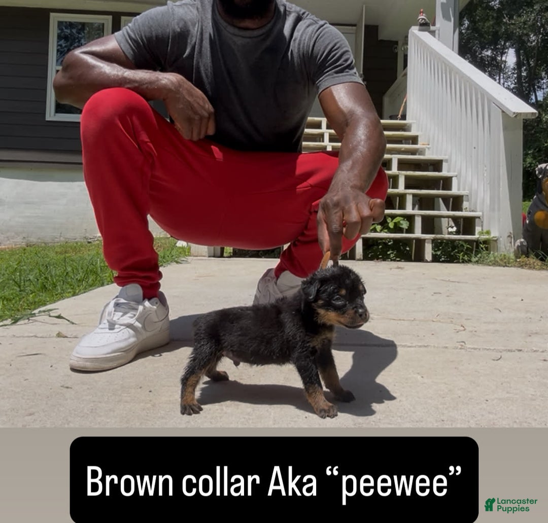 Rottweiler dogs for sale: Brown Collar - Image 2