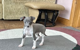 Italian Greyhound dogs for sale: Rhonda - Image 4