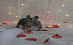 French Bulldog dogs for sale: Bruno - Image 3