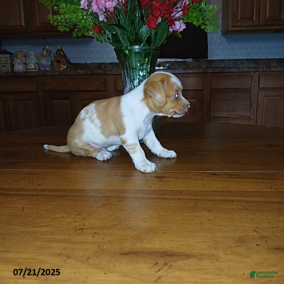 Chihuahua dogs for sale: Sport - Image 2