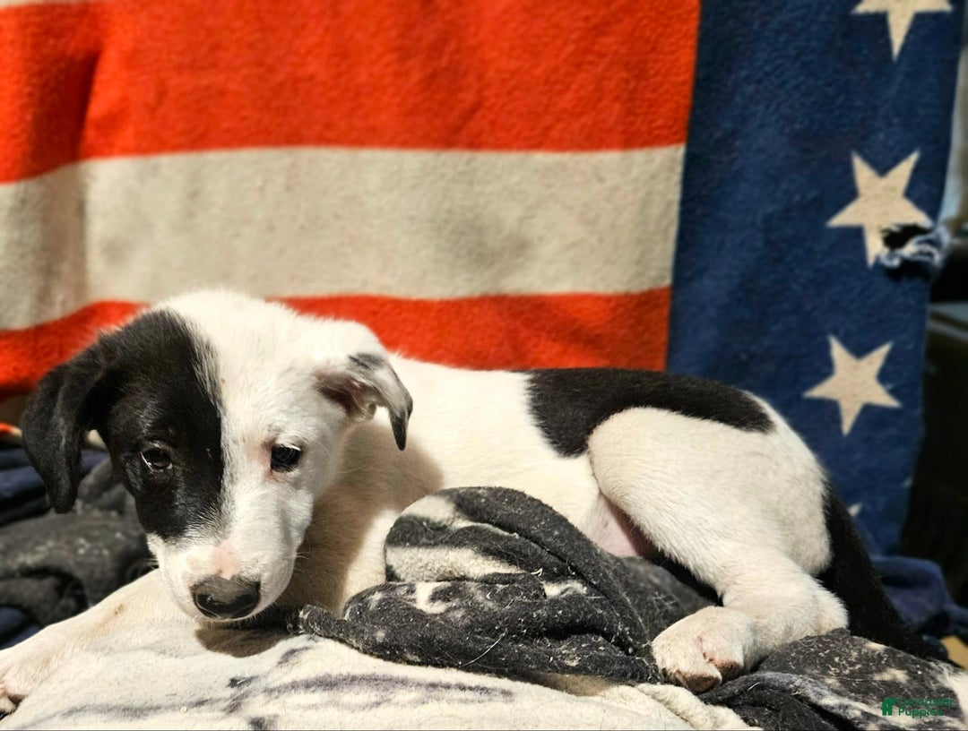 Border Collie dogs for sale: Hondo - Image 9