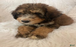 Bernedoodle dogs for sale: Blueberry Blitz - Image 5