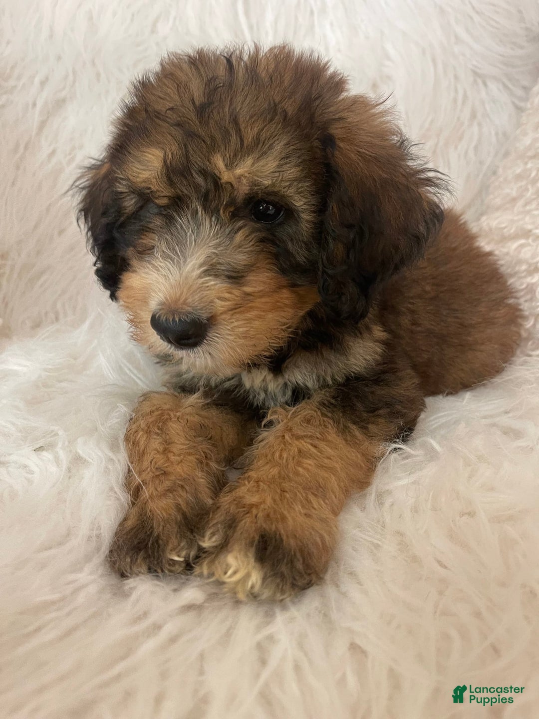 Bernedoodle dogs for sale: Blueberry Blitz - Image 5