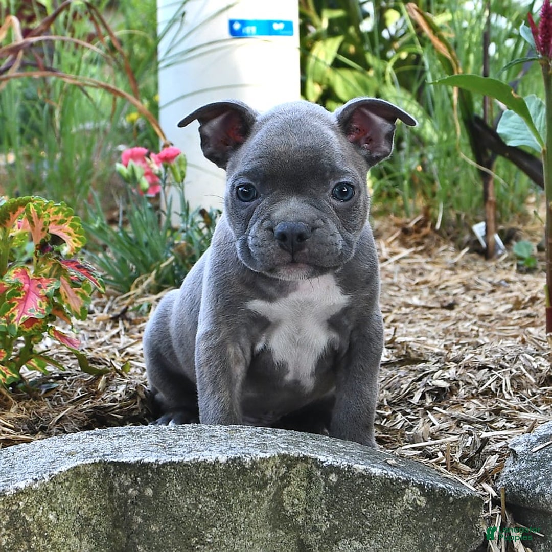 Frenchton dogs for sale: Gus - Image 5