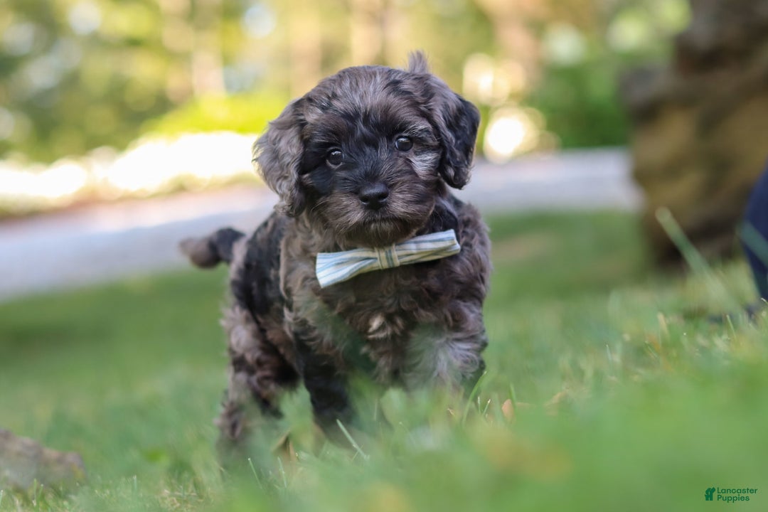 Cockapoo dogs for sale: Monty - Image 2