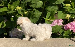 Coton De Tulear dogs for sale: Button - Image 14