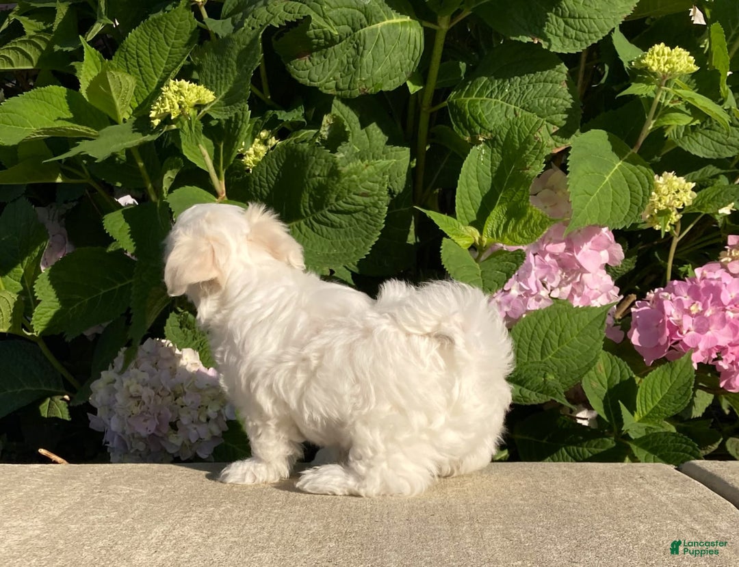 Coton De Tulear dogs for sale: Button - Image 14