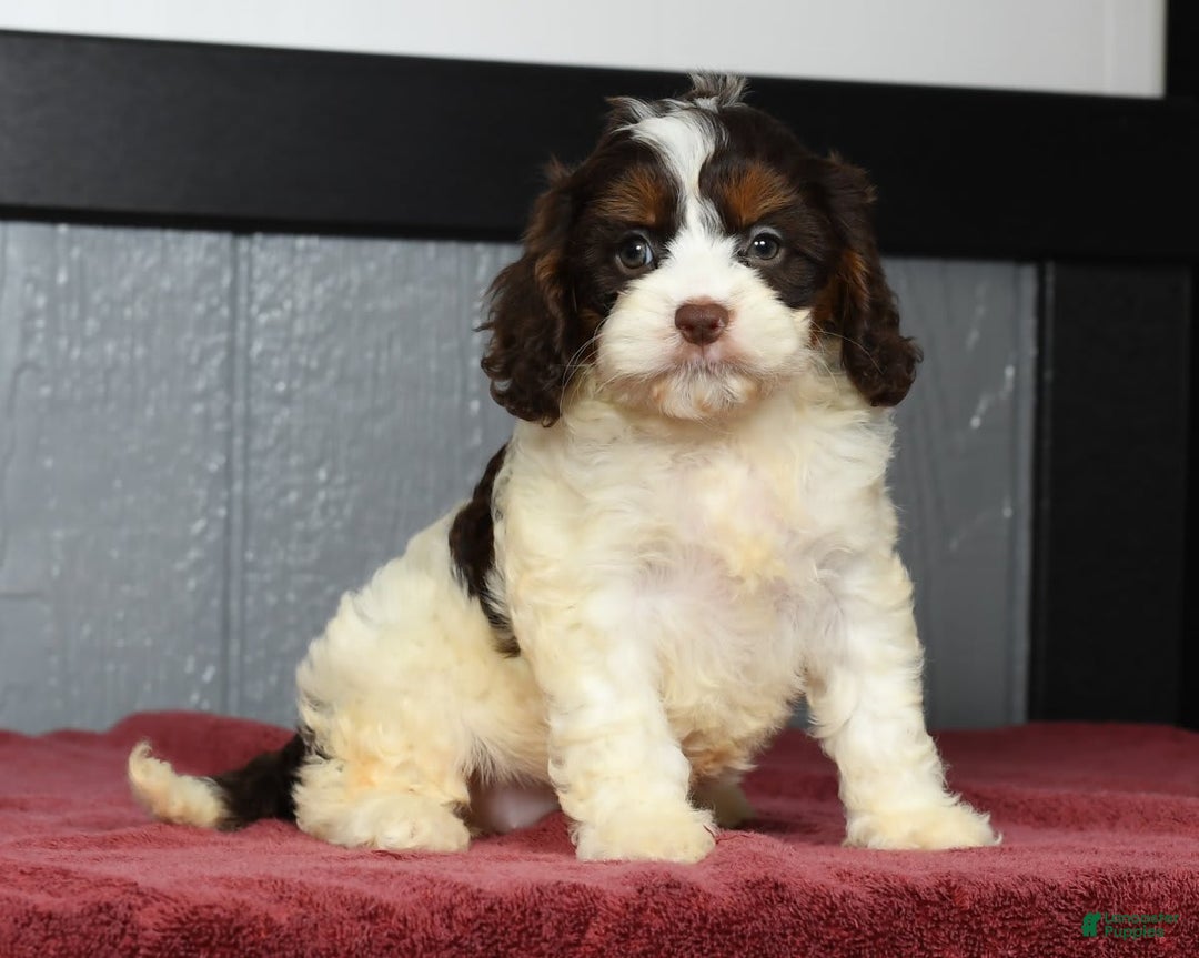 Cavapoo dogs for sale: Julia - Image 7