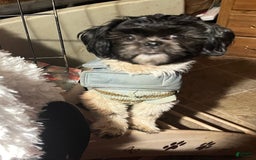 Shih Tzu dogs for sale: Itty Bitty Is A Tiny Teacup - Image 7