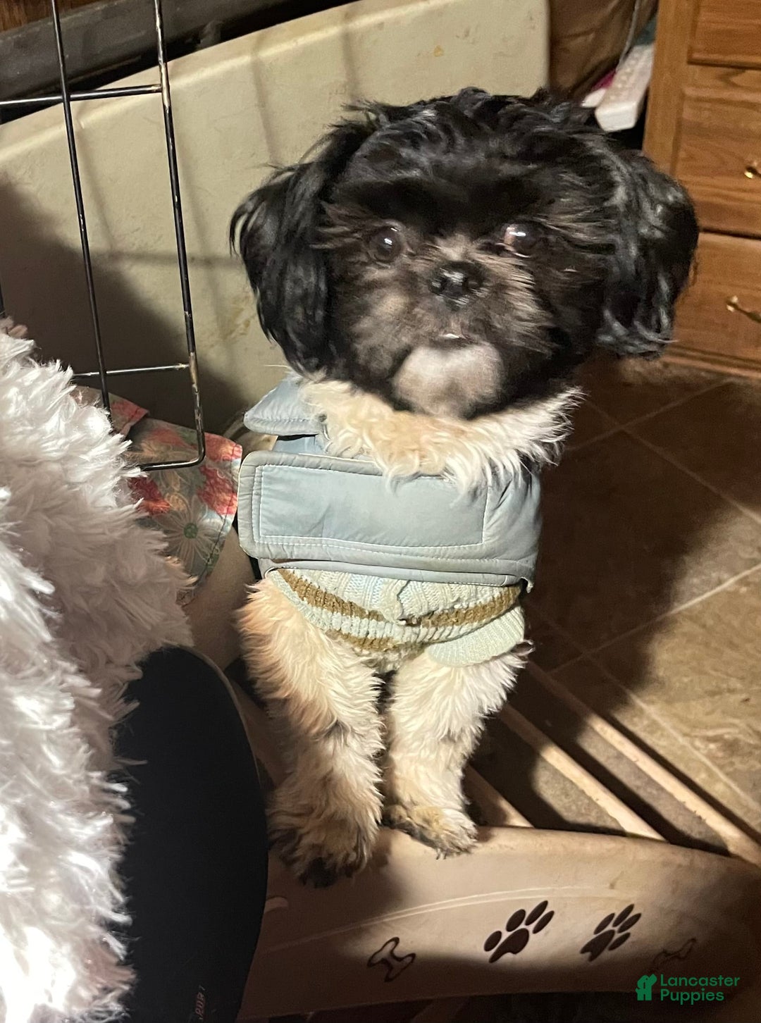 Shih Tzu dogs for sale: Itty Bitty Is A Tiny Teacup - Image 7