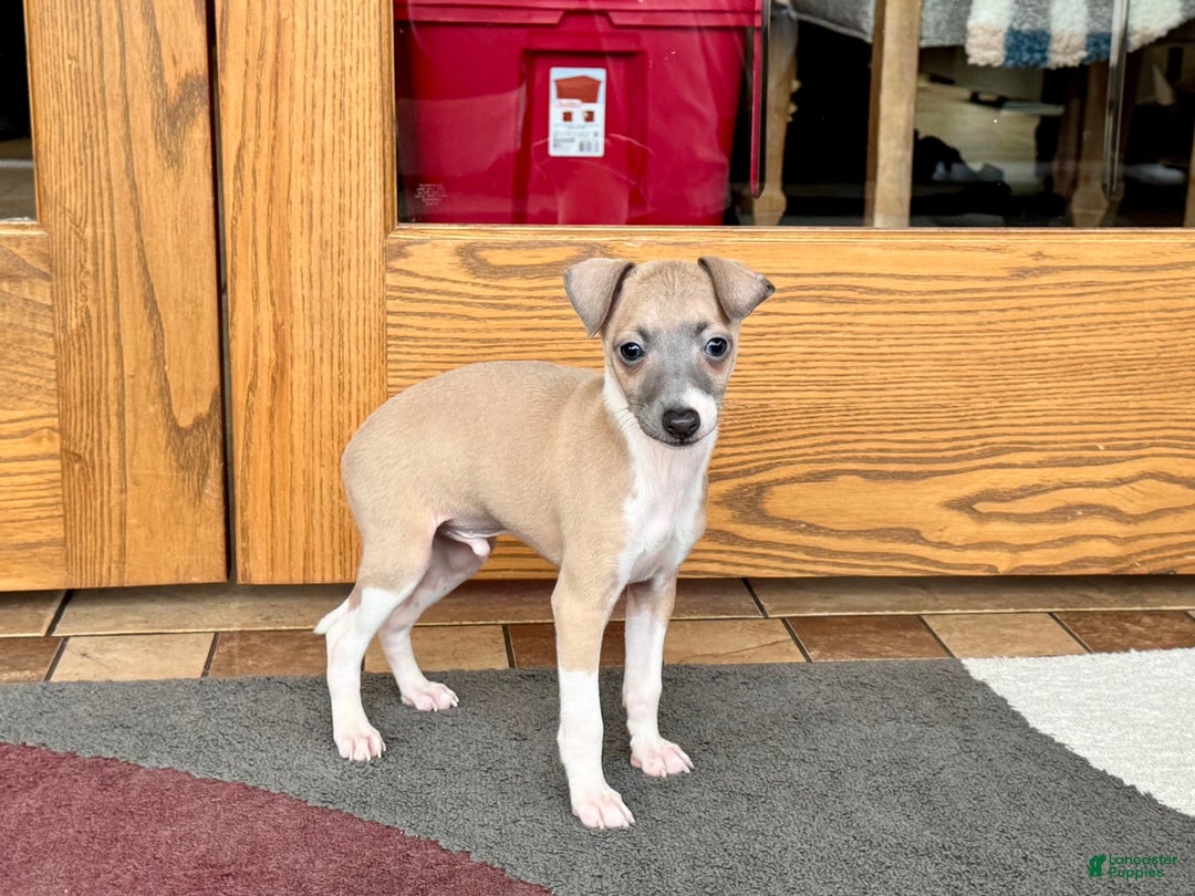 Italian Greyhound dogs for sale: Gerald - Image 9