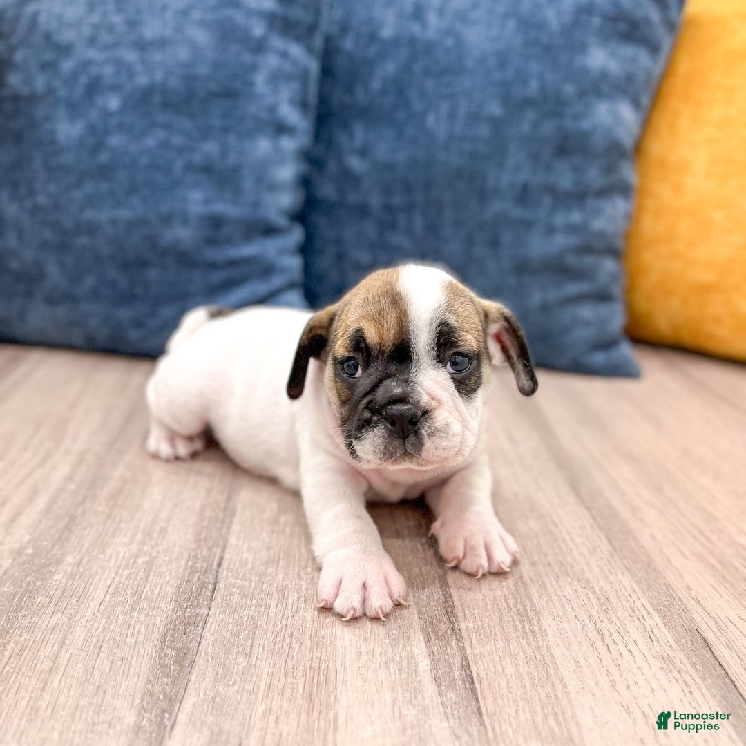 Beabull dogs for sale: Captain - Image 2