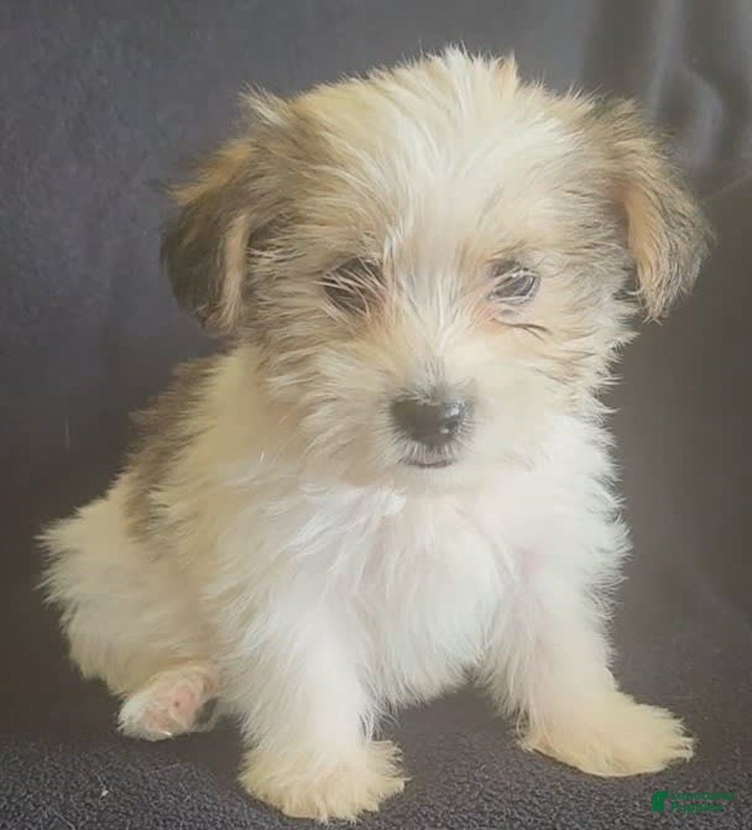 Cavalier King Charles Spaniel dogs for sale: Peanut - Image 4