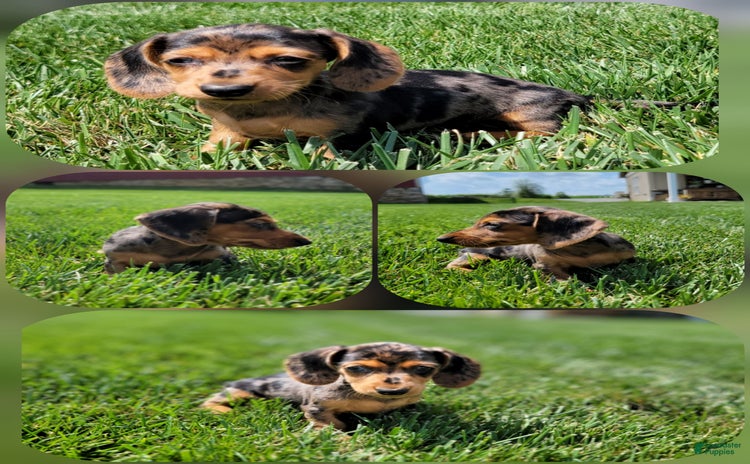 Dachshund dogs for sale - Ad 2