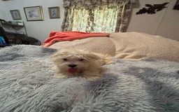 Maltese dogs for sale: BJ - Image 4
