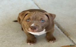 American Bully dogs for sale: Coco - Image 8