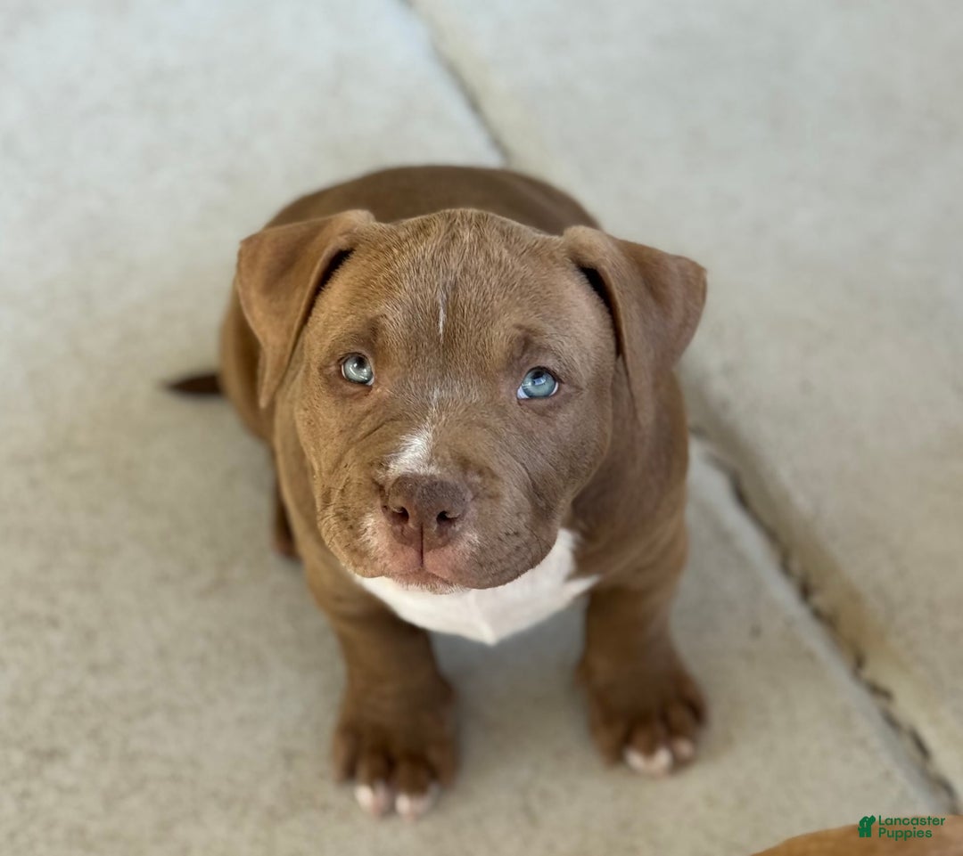 American Bully dogs for sale: Coco - Image 8