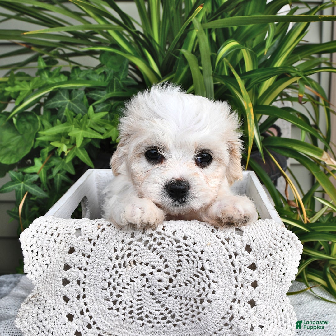 Cavachon dogs for sale: Millie - Image 4