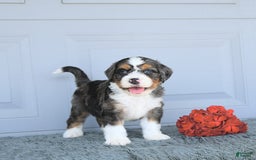 Miniature Bernese Mountain Dog dogs for sale: Mac - Image 6