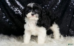 Cavapoo dogs for sale: Cleopatra - Image 6