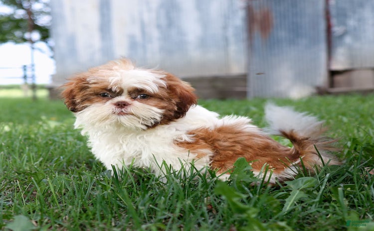 Shih Tzu dogs for sale - Ad 2