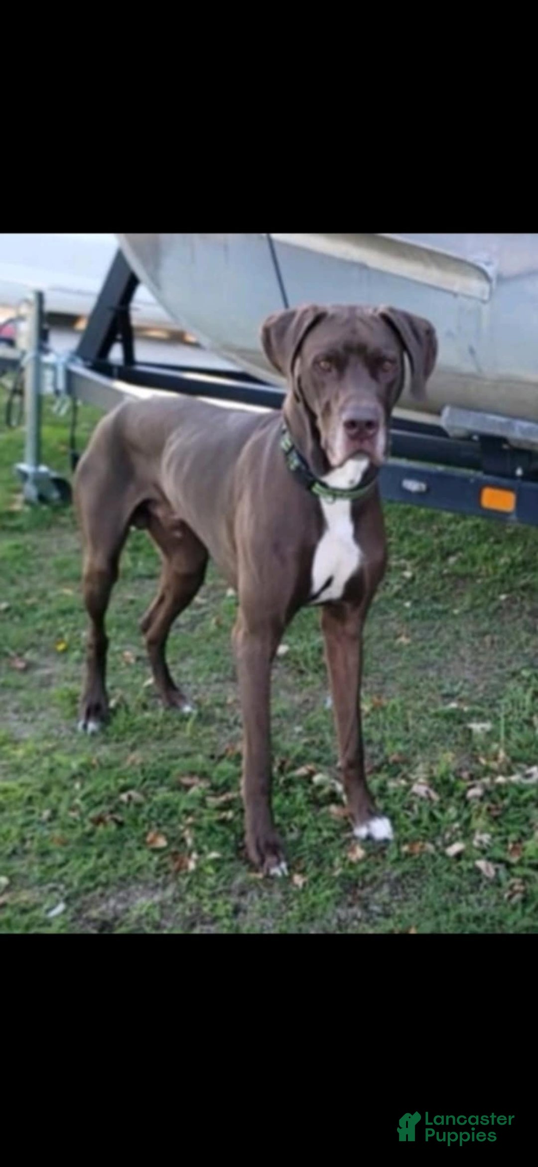Great Dane dogs for sale: Purple collar - Image 8