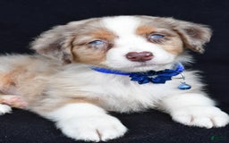 Australian Shepherd dogs for sale: Katie - Image 5
