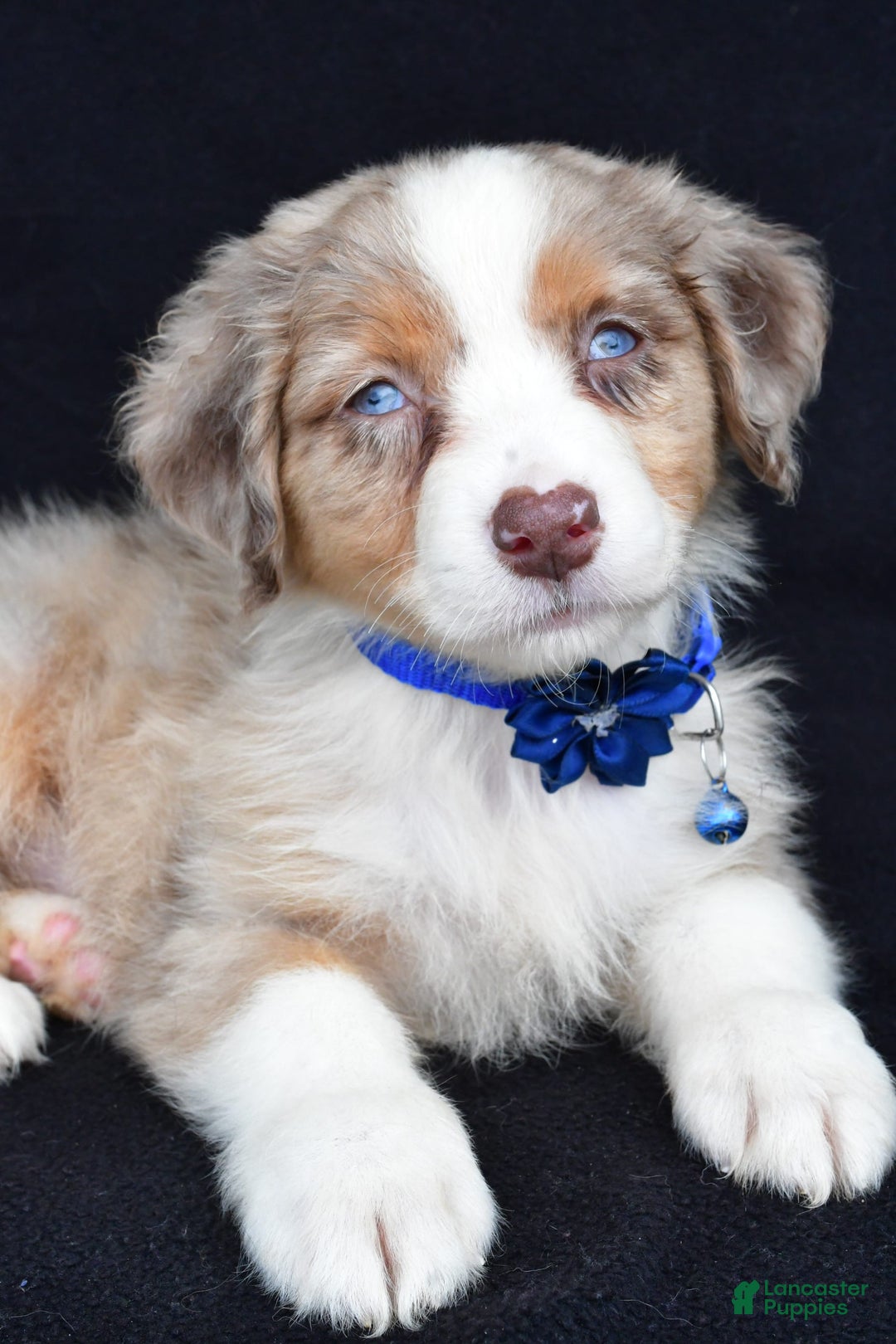 Australian Shepherd dogs for sale: Katie - Image 5