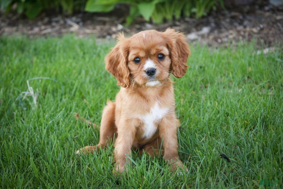 Cavalier King Charles Spaniel dogs for sale: Clifford - Image 14