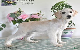 Schnoodle dogs for sale: Lily - Image 11
