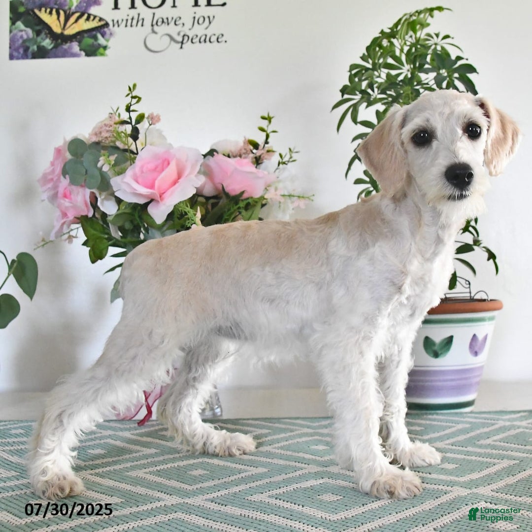 Schnoodle dogs for sale: Lily - Image 11