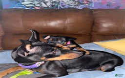 Miniature Pinscher dogs for sale: Benji - Image 4