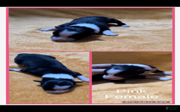Australian Shepherd dogs for sale: Pink Collar F - Image 1