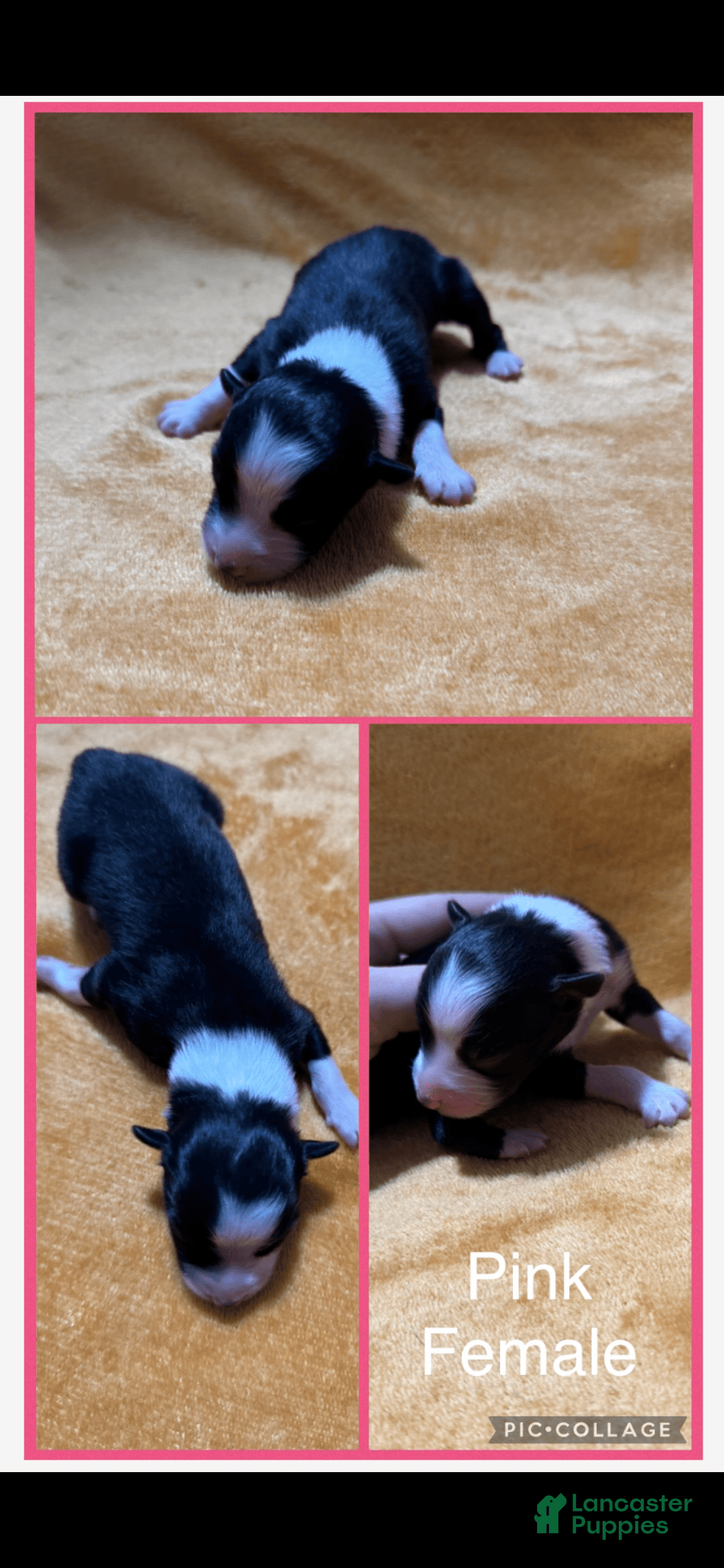Australian Shepherd dogs for sale: Pink Collar F - Image 1