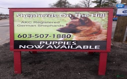 German Shepherd dogs for sale: Little Girl - Image 14