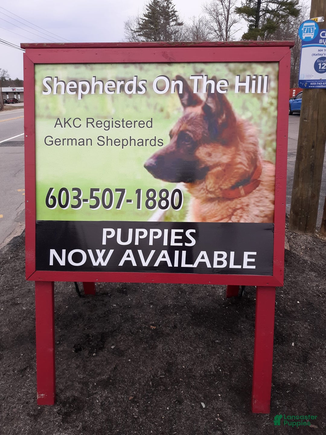 German Shepherd dogs for sale: Little Girl - Image 14