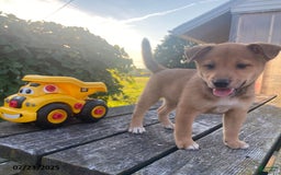 Shiba Inu dogs for sale: Tucker - Image 1
