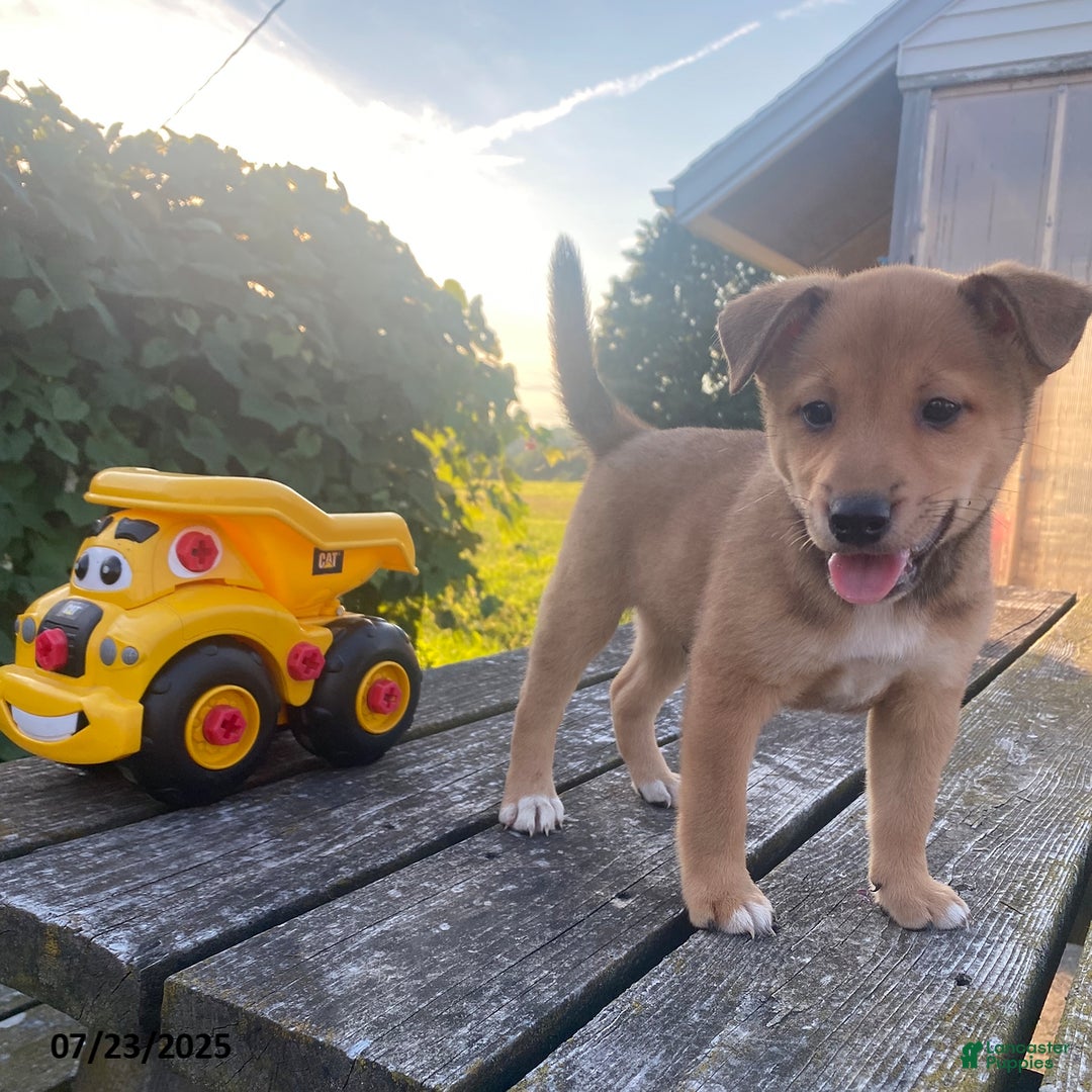 Shiba Inu dogs for sale: Tucker - Image 1